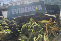 Histórica incautación de plantas de marihuana en Chile, a 300 kilómetros del Paso de Agua Negra