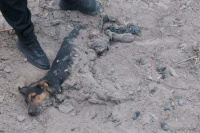 El perro que habían rescatado del alquitrán en Chimbas murió