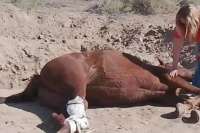 Citan a declarar al dueño y al camionero por el caso del caballo que colapsó tras la cabalgata
