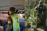 Gendarmería secuestró cocaína en un colectivo y plantas de marihuana en un baldío de San Juan