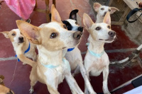 Alerta por posible envenenamiento de perros desata la polémica en un barrio