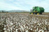 Histórico: San Juan pone primera en la producción de algodón con una cosecha en Jáchal