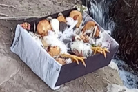 Horror en el Pinar: un ciclista halló elementos de un posible ritual con animales muertos
