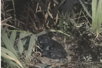 Macabro hallazgo en Caucete: megaoperativo policial en busca de la madre de la beba 