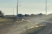 Secuestran siete animales sueltos en Ruta 40 para prevenir accidentes