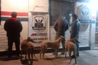 Crueldad animal en Caucete: encontraron tres galgos encerrados en el baúl de un auto
