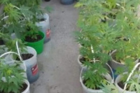 Buscaban una bicicleta robada y hallaron un vivero de marihuana en Caucete
