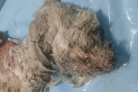 Murió un perrito tras sufrir quemaduras con ácido: acusan a una vecina