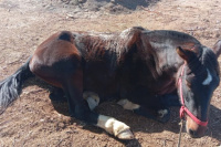 La policía de Sarmiento secuestró animales y armas ilegales en un allanamiento, hay seis detenidos