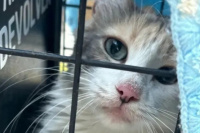 Indignante caso de abuso animal: maltrataron a un gato en Chimbas
