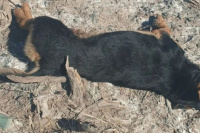 Crueldad extrema: hallaron un perro muerto y con signos de tortura en 9 de Julio