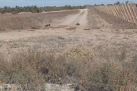 Investigan en Angaco la aparición de caballos muertos en avanzado estado de descomposición