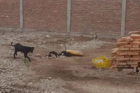 Rescataron a un perro atado a la intemperie en medio de la ola de frío en Zonda