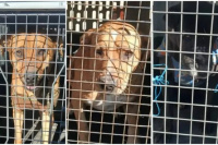Cuatro perros rescatados en San Juan buscan un hogar responsable tras haber sufrido maltrato