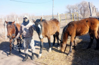 Recuperaron tres caballos que habían sido robados de la Escuela Agrotécnica de Sarmiento