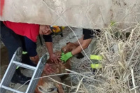 Rescataron a un perro que cayó en un sifón lleno de basura en Jáchal