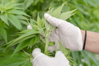 CanMe hace historia: es la primera empresa del país con certificación orgánica para cannabis medicinal