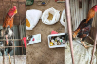 Operativo en zona rural: hallan gallos de riña y un equino sin documentación