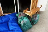 Huellitas en el Camino necesita frazadas y alimento para ayudar a 200 animales