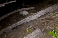 Hallan un zorrino albino en Valle Fértil y es el primero registrado oficialmente en el país
