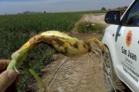 Control sanitario y productivo en el Valle de Tulum: Agricultura e INSEMI inspeccionan cultivos hortícolas