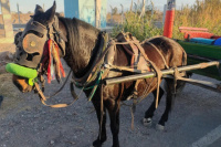 Rescatan a dos caballos gravemente heridos tras sufrir una brutal golpiza