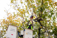 La Ciudad intensifica la poda de árboles en calles y avenidas