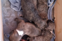 Diez cachorros fueron arrojados a un contenedor en Albardón: solo algunos sobrevivieron